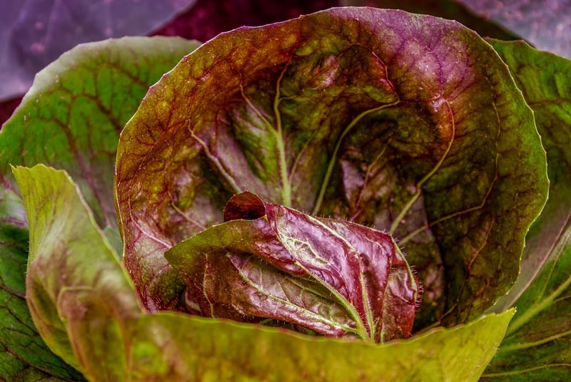 Plant-Based Dyeing